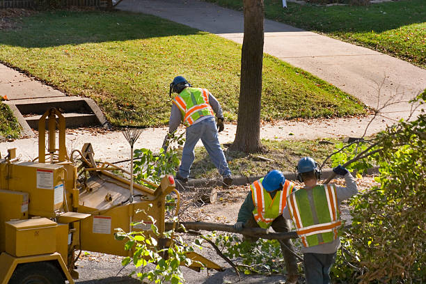 Best Lawn Watering Services  in Trinity, FL